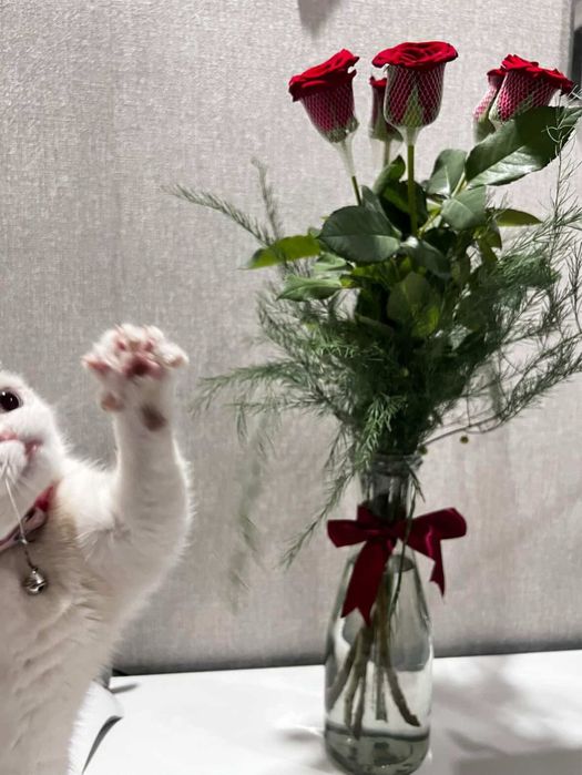 Продается кошка Шотландская вислоуха