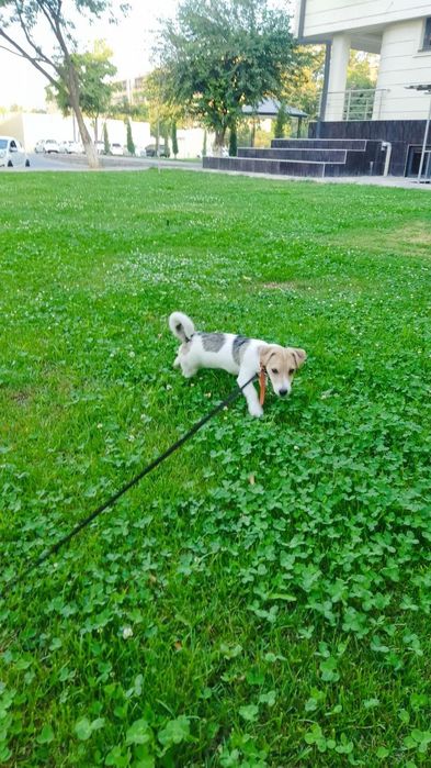 Продаётся щенок Джек Рассел