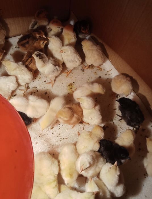 Цеплята домашние цветные