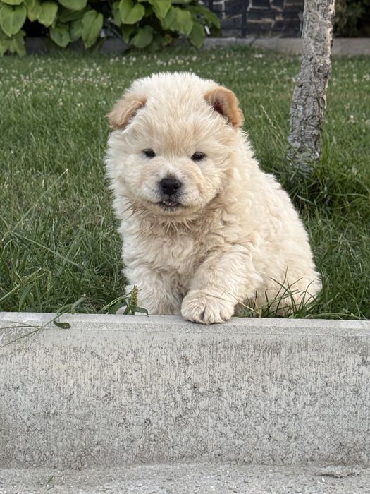 Vand catelus CHOW CHOW