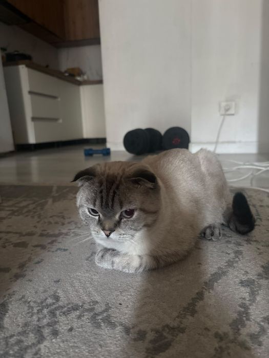 Шотландскый вислоухый кот