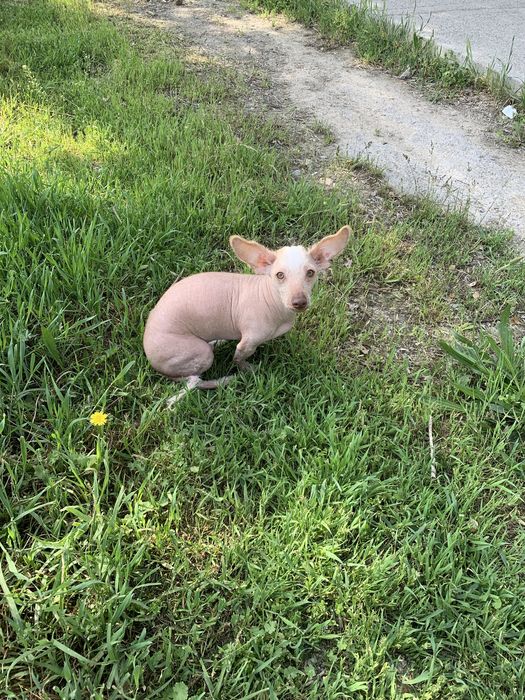 Продается не дорого собачка