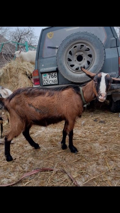 Коза  чешка.молоденькая покрытая..