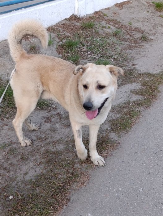 Ищу дом для малыша в 50 кг.