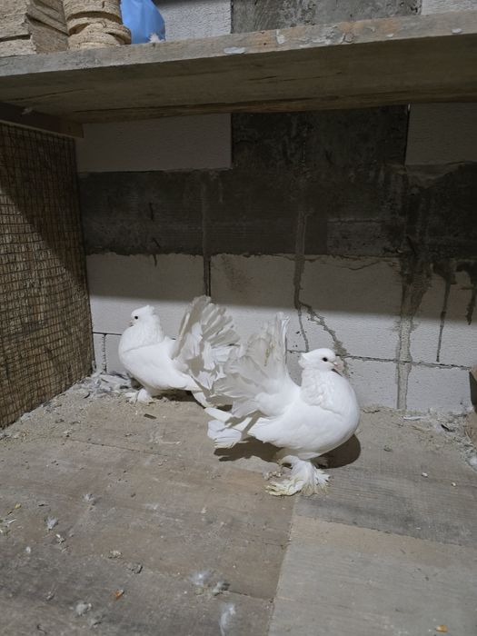 Porumbei rotati indieni