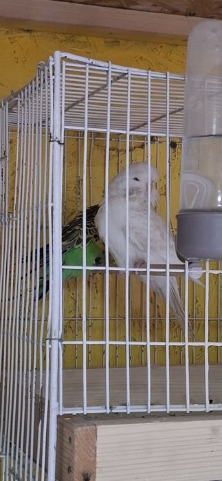 Perusi standard perchi formate