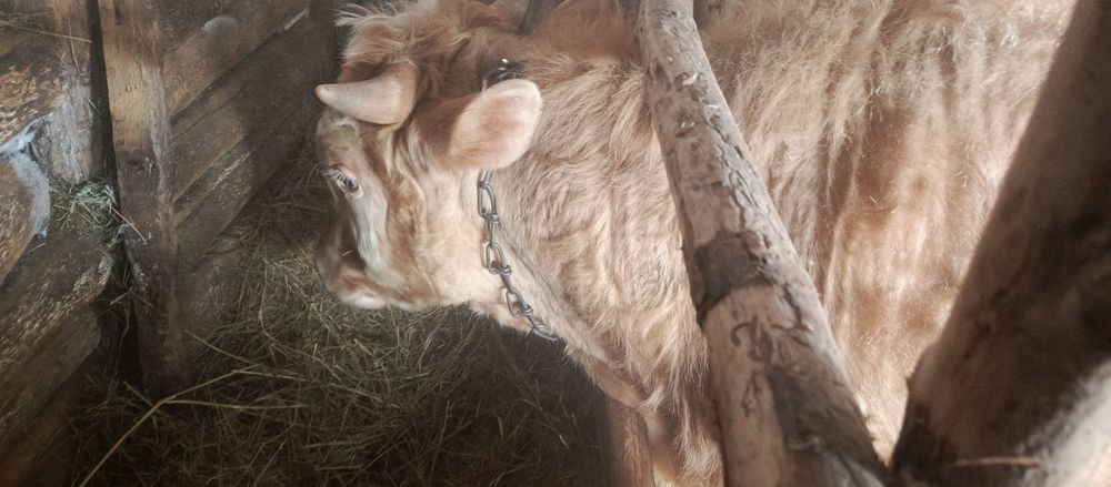 Молодняк продоётся