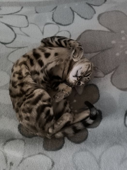 Потерялся кот Бенгал мальчик