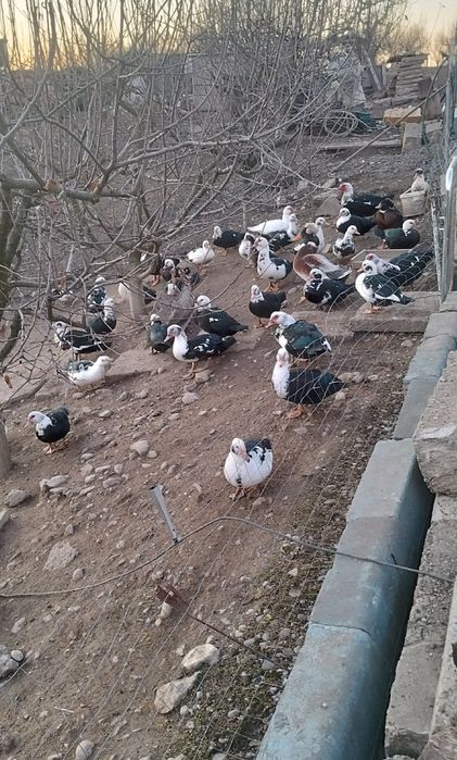 Vând rate și gaini