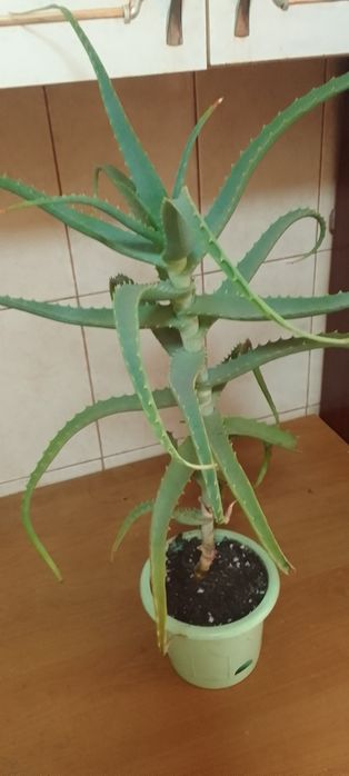 Продам алоэ вера.
