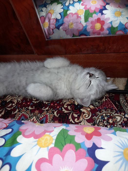 Seriy brisriy shinshila sotiladi