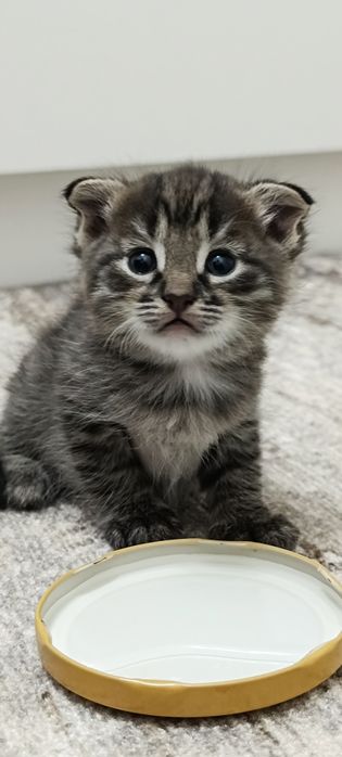 Котенок девочка 1,5 мес