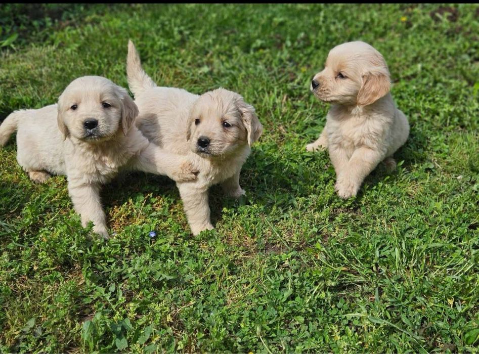 Голдън Ретривър кутрета