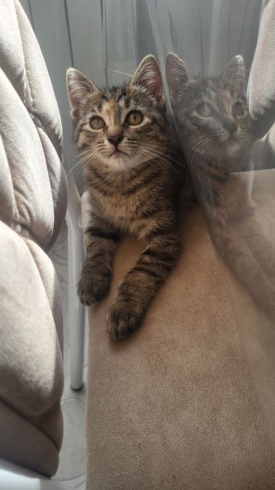 Отдам котёнка девочка!