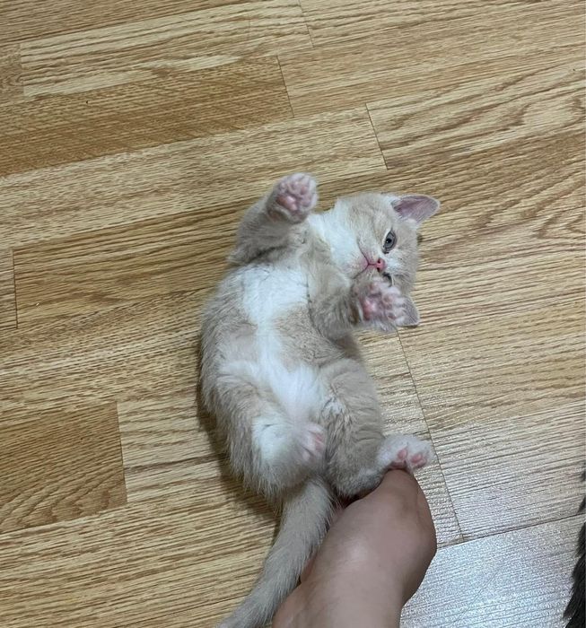 Продам котят братанец