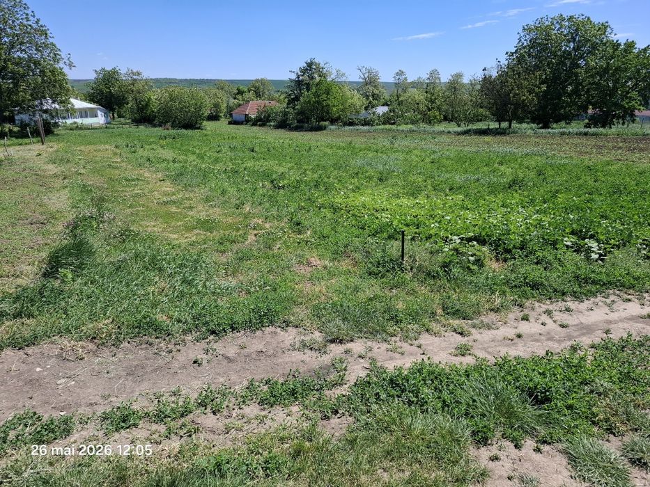 TEREN la 19 km distanta de Botoșani, comuna NICȘENI intravilan, jud. Botosani - View 2