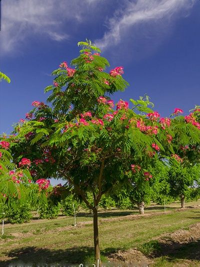 Фиданки от Албиция