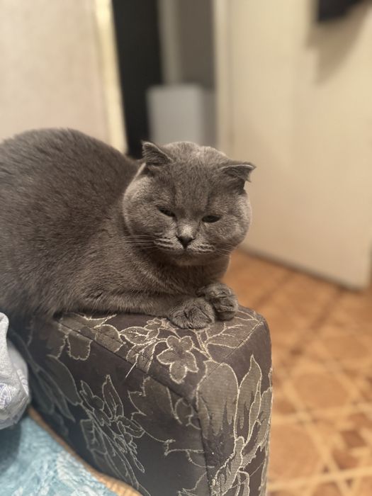 Отдам в добрые руки кошку.