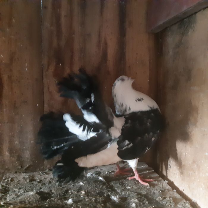 Schimb porumbei cu Perusi