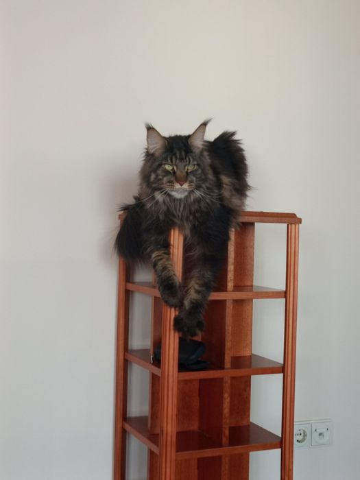 Мейн-кун, кастрирован.