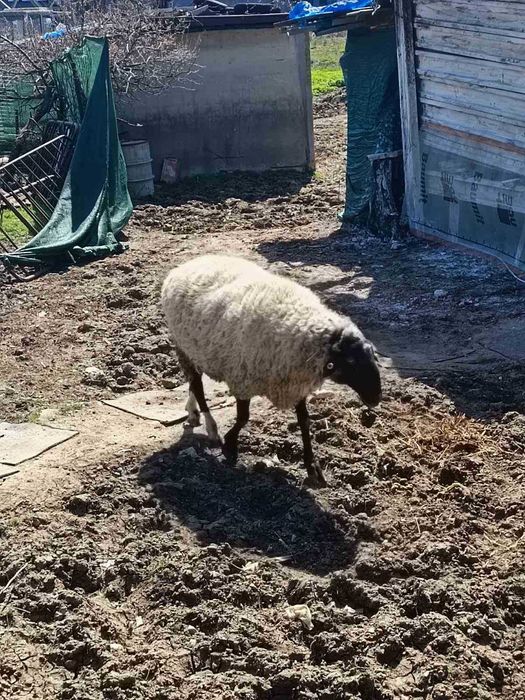 Продавам ОВЕН за разплод, от Селекционет център!