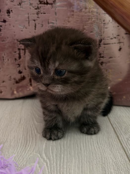 Шотландские  котятя