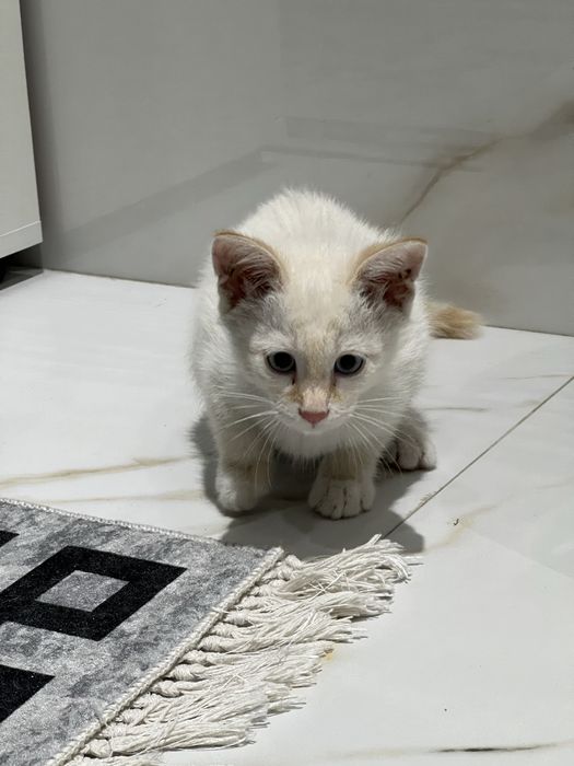 Котенок в добрые руки
