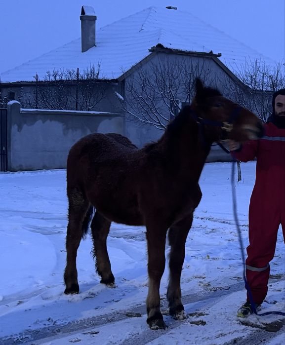 Vand manz de 7 luni sau schimb cu manza