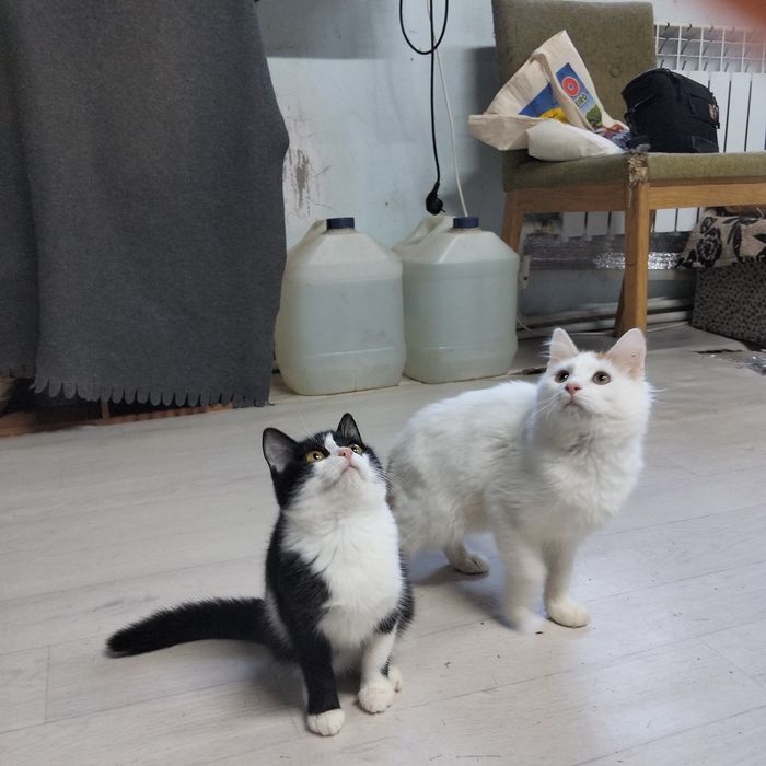 Чудо котятки красавчики