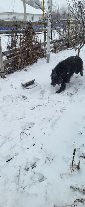 Вязка немецкой овчарки