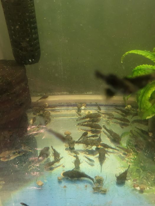 Продам молодняк анциструса.