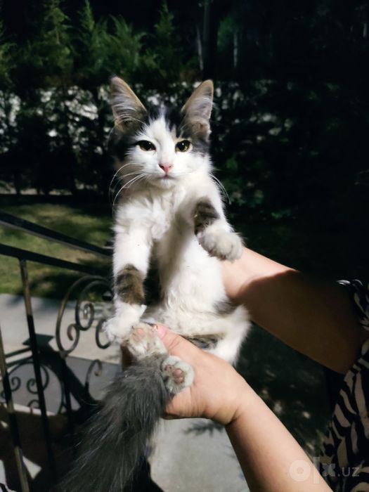 Кошечка ищет семью
