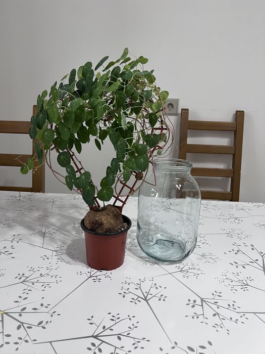 Продам цветок стефания эректа