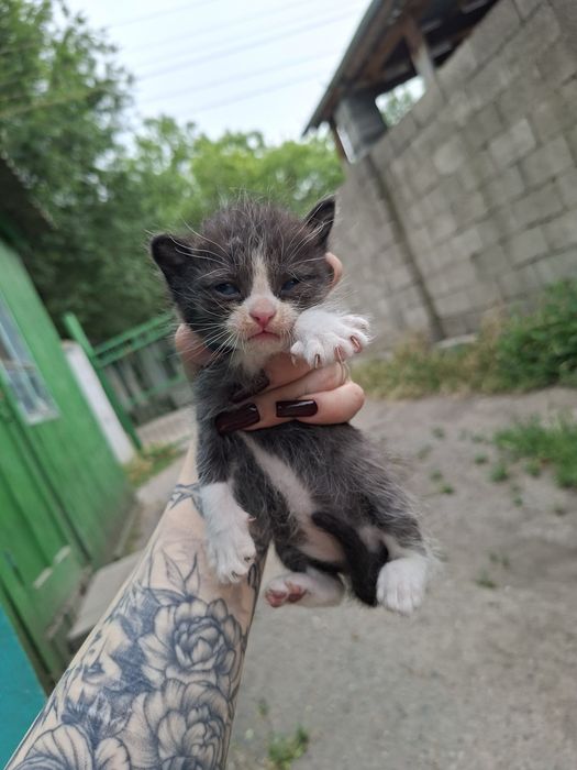 Отдам котят в хорошие руки