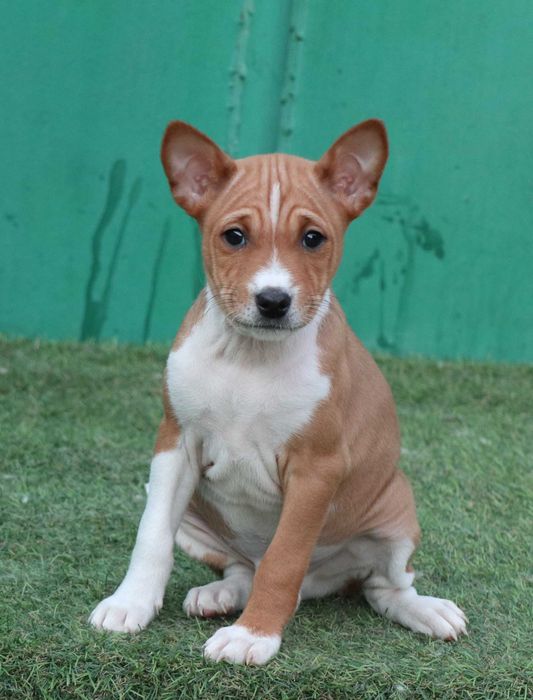 Basenji cu pedigree FCI
