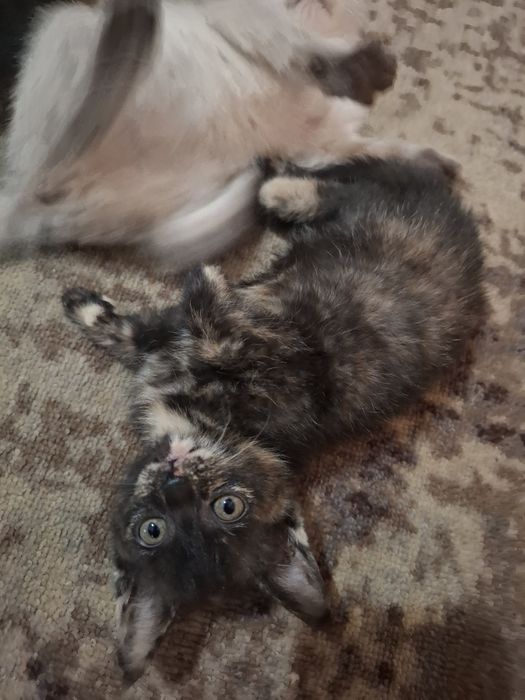 Котята     обычные