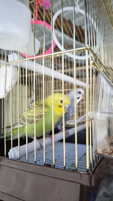 Продам 2 попугая с клеткой
