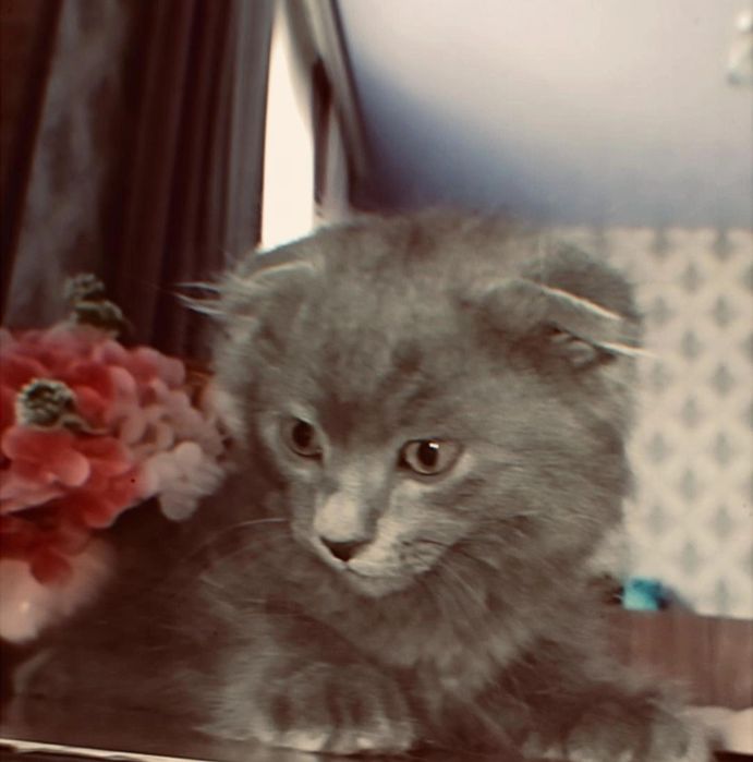 Scottish Fold шотланд вислоух