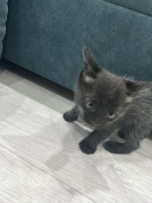 Котята можете жду