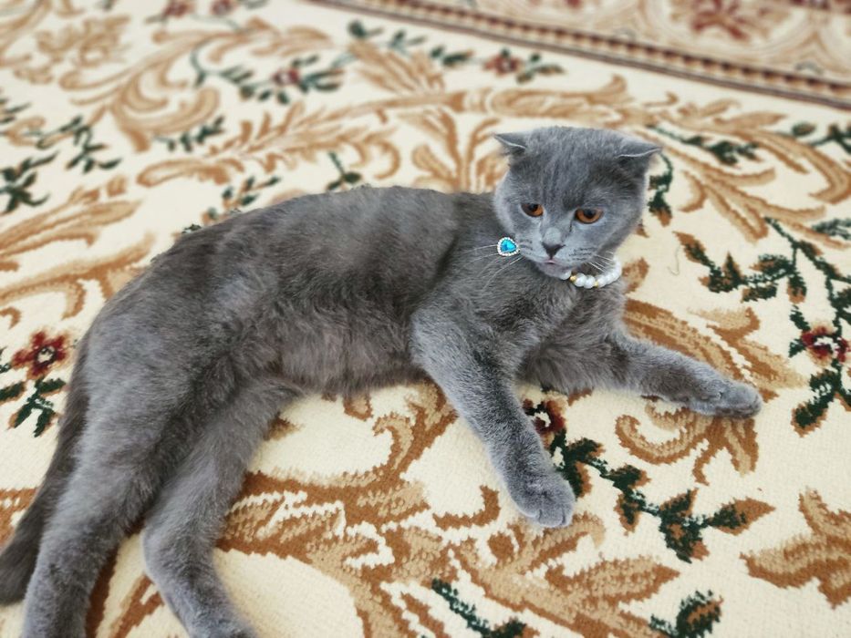 Zoti scotish fold, toza mushuk aqlli latok biladi