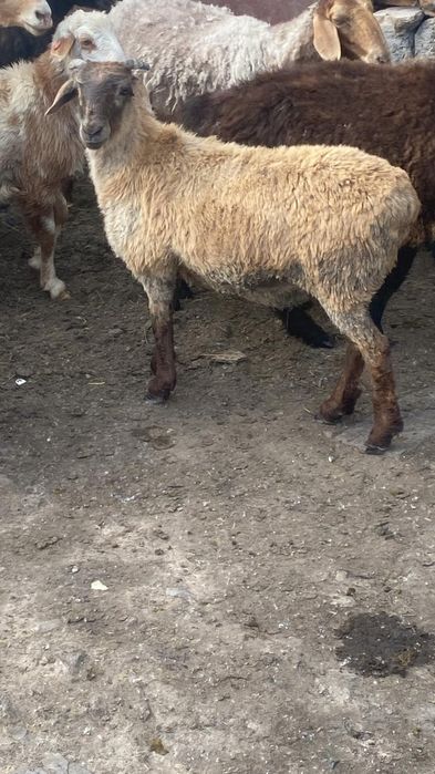 Продам баранов! Қойлар сатылады!