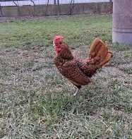 Ouă incubat Brahma, cocoși Brahma