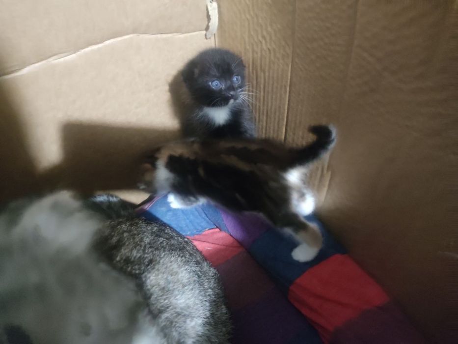 Котенок вислоухий мальчик, девочка