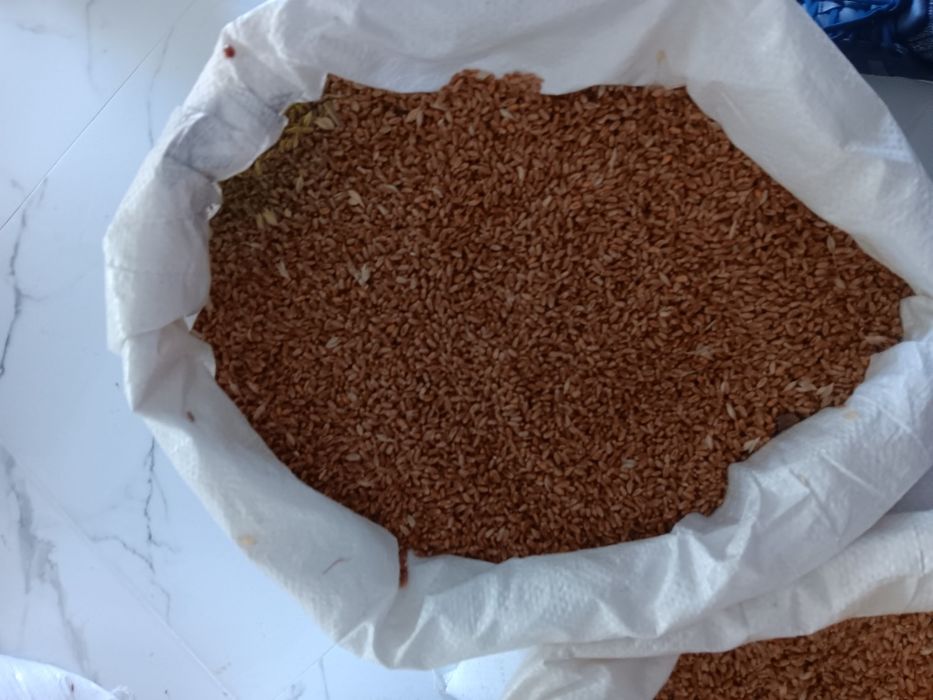 Vand grâu, orzoica,porumb