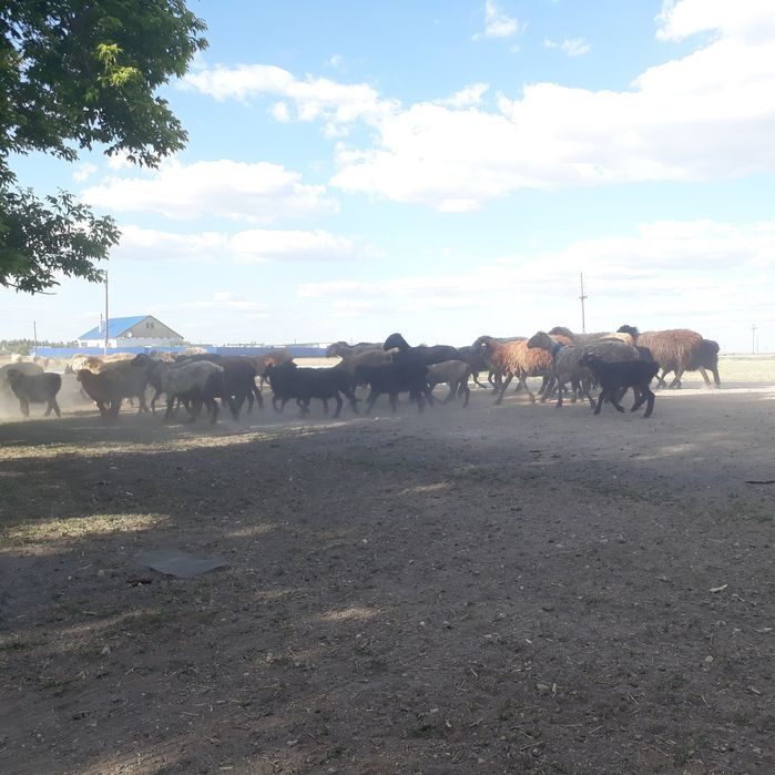 Продам частный дом в 60 км  г. Астана