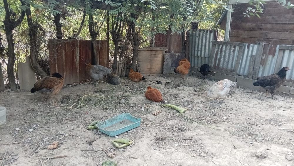 Куры породистые ,