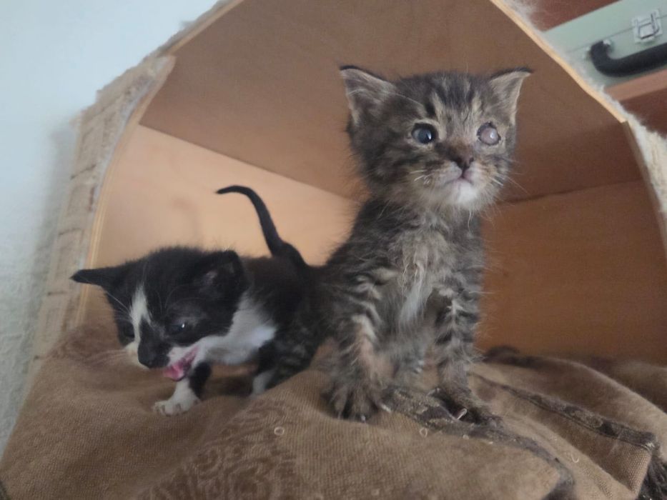 Отдам котят в добрые руки