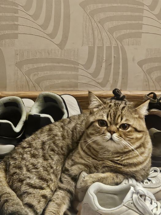 Пропал кот! Помогите найти!