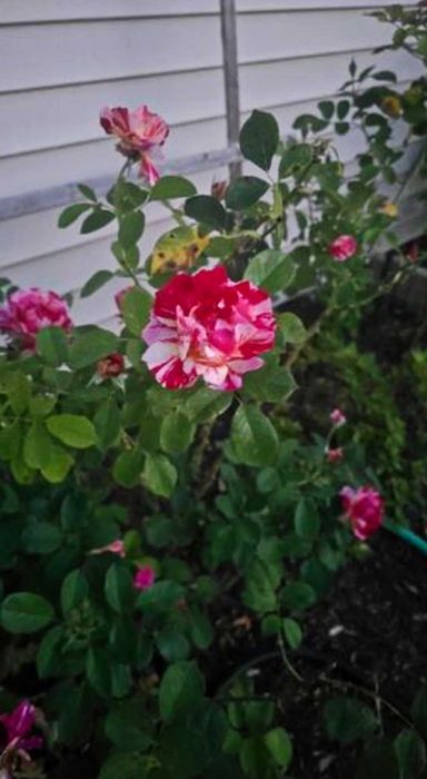 Продам розы разные