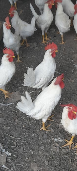 Продаю петушков,возраст 3 мес.